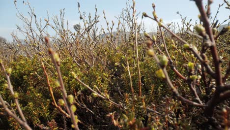 Tundra-Artica.-Abedul-Retorcido-Enano-ártico-Betula-Nana,-El-Abedul-Enano,-Es-Una-Especie-De-Abedul-De-La-Familia-Betulaceae,-Que-Se-Encuentra-Principalmente-En-La-Tundra-De-La-Región-ártica.