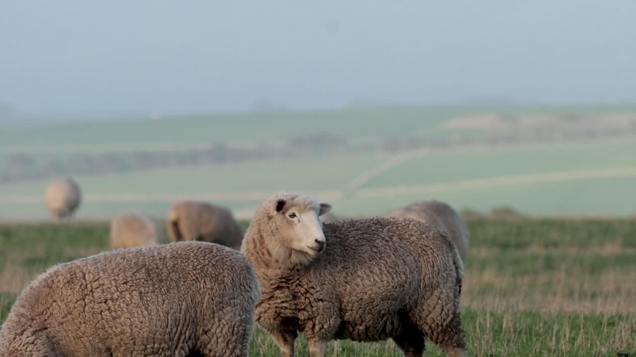 Pecore che pascolano tranquillamente in un campo lussureggiante.