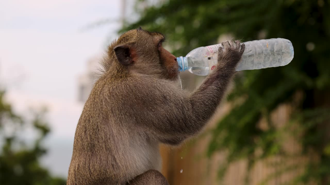 el macaco bebe hábilmente agua de una botella de plástico