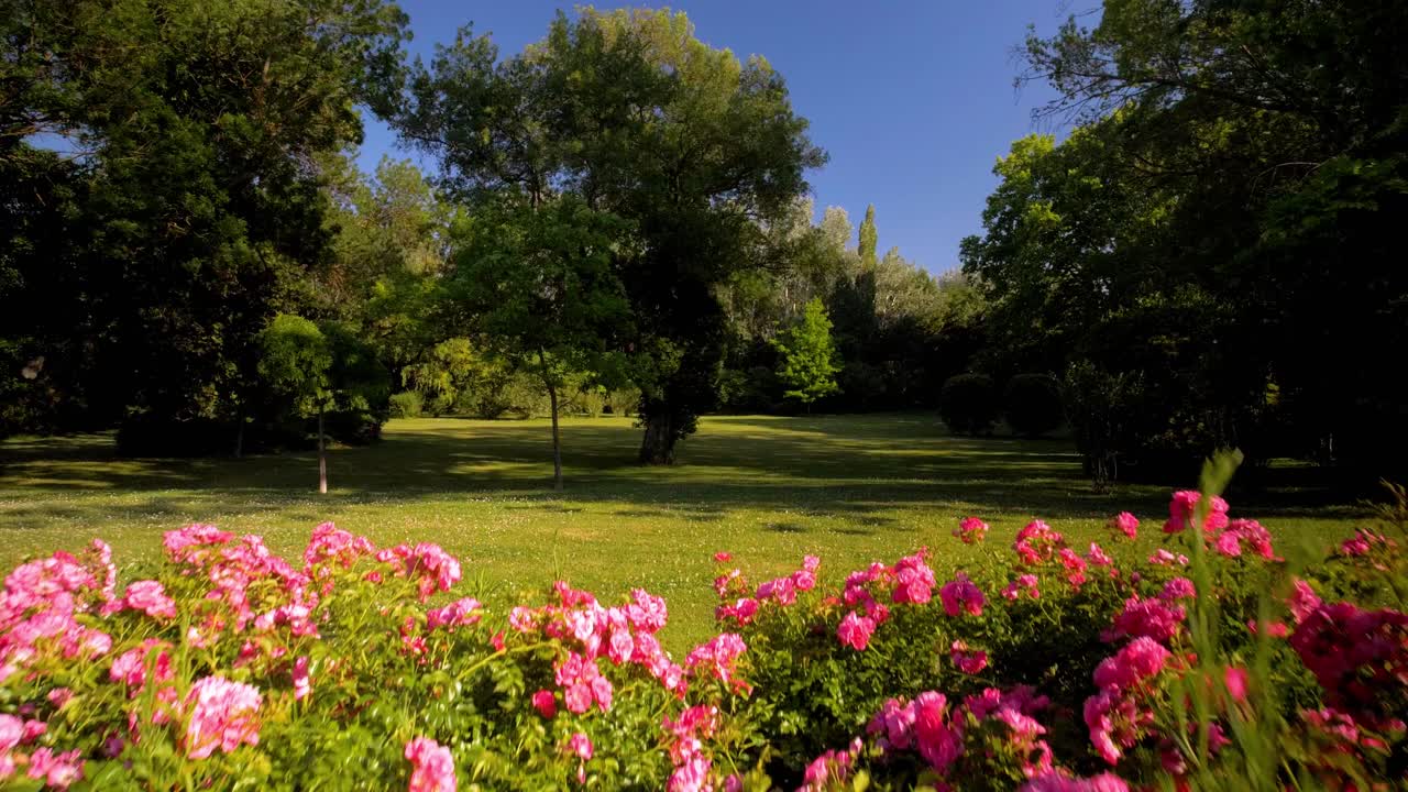 Movimento de dolly lento por um canteiro de rosas cor-de-rosa em plena floração com um campo ao fundo