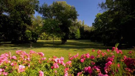 Slow-dolly-through-a-bed-of-pink-roses-in-full-bloom-with-a-field-behind