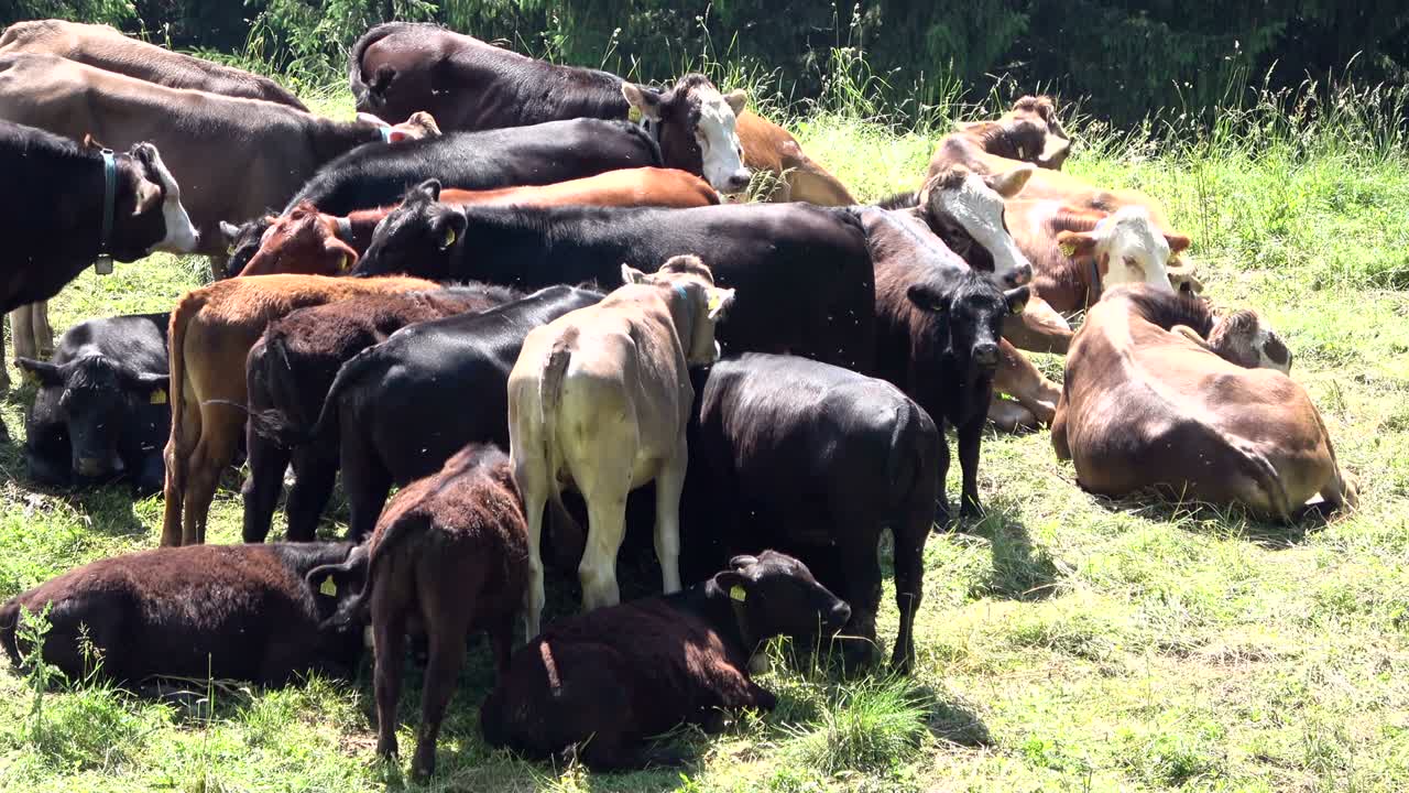 angusrind, vaca, angus, gado, verão, quente, rebanho de vacas, prado, alpes, 4k
