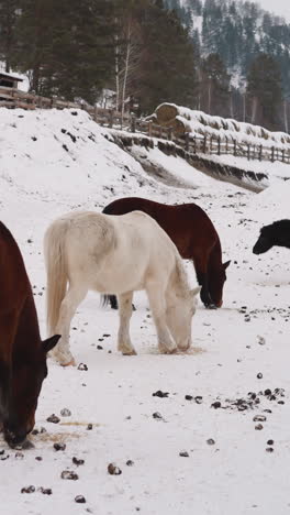 los caballos marrones y blancos pastan en la zona nevada cerca del establo en gorny altai. los animales domésticos buscan comida en las tierras altas cubiertas de nieve en el día de invierno