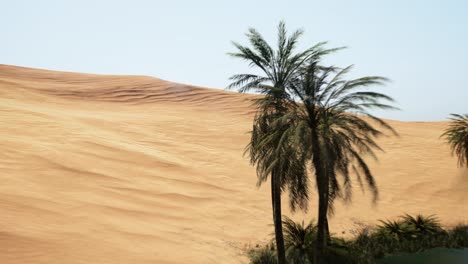 volando junto a los árboles de ciruela en el desierto durante el calor del verano