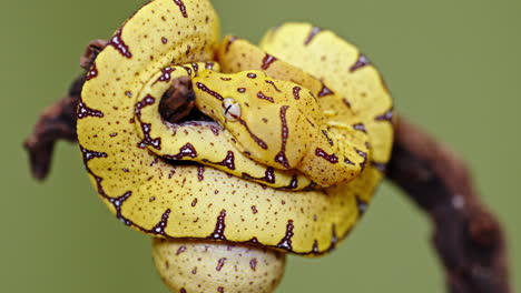 Close-up of a Yellow Green Tree Python Coiled on a Branch