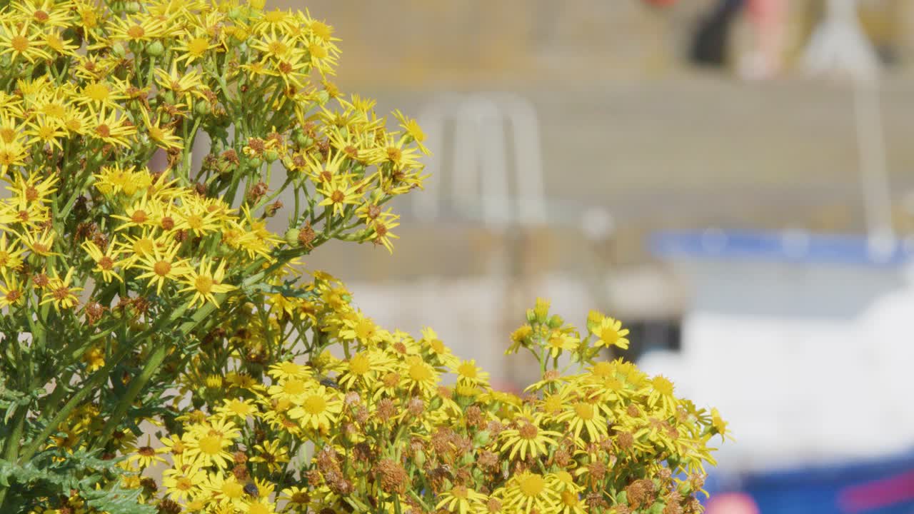 Yellow wildflowers sway gently in the foreground with a blurred marina, boats, and dock structures in the background under bright daylight