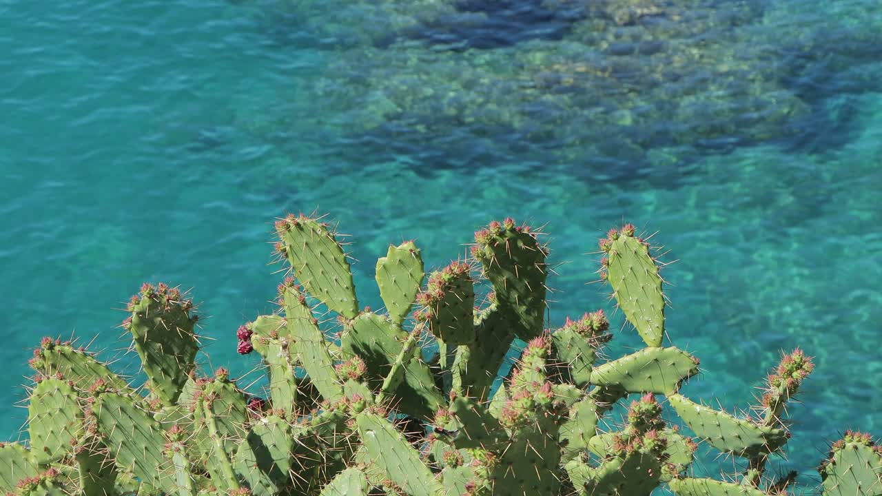 Scogliere costiere illuminate dal sole con piante verdi e acqua trasparente. Cactus