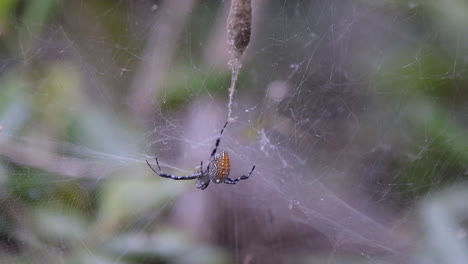 Eine-Spinne-In-Ihrem-Netz-Verließ-Ihren-Kokon,-Um-Nahrung-Zu-Finden---Eine-Attraktion-In-Einem-Park-In-Singapur---Nahaufnahme