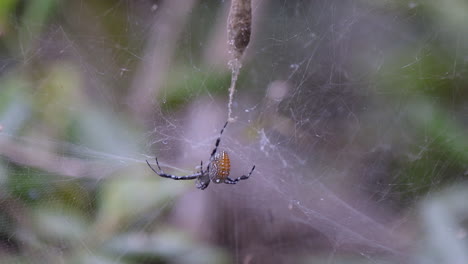 una araña en su tela dejó su capullo para encontrar comida - una atracción en un parque en singapur - primer plano