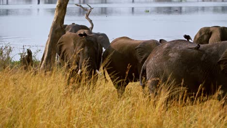 group of elephants after a swim in the river nile in murchison falls national park, uganda. - static shot