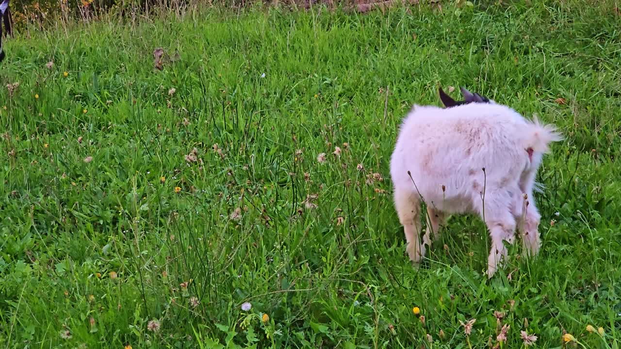 Two goats eat fresh grass in a green meadow. One white baby goat with a black head stands in front, while another black goat grazes behind