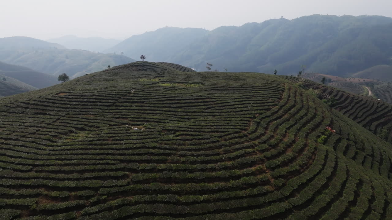 Scivolata aerea su crinali ricoperti di tè con file ripetute e una leggera foschia atmosferica a Muong Khoa, Lai Chau, Vietnam.