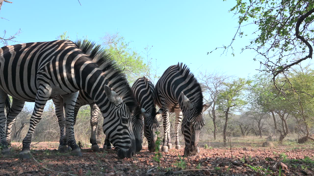 Zebra delle pianure (Equus quagga burchellii) che pascolano insieme, primo piano