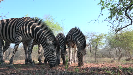 plains zebra (equus quagga burchellii )  grazing together,close-up