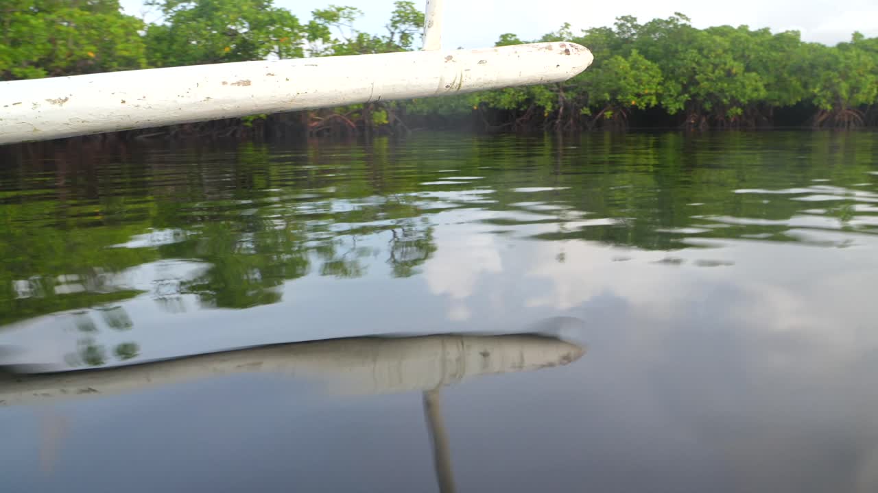 Mangrove ecosystem views from a boat