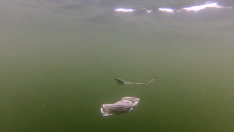 white spinner lure with white tail spinning underwater