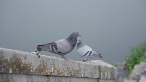 pidgeon standing around loitering