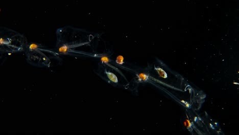 two juvenile jackfish hiding in a salp chain, in the blackwater