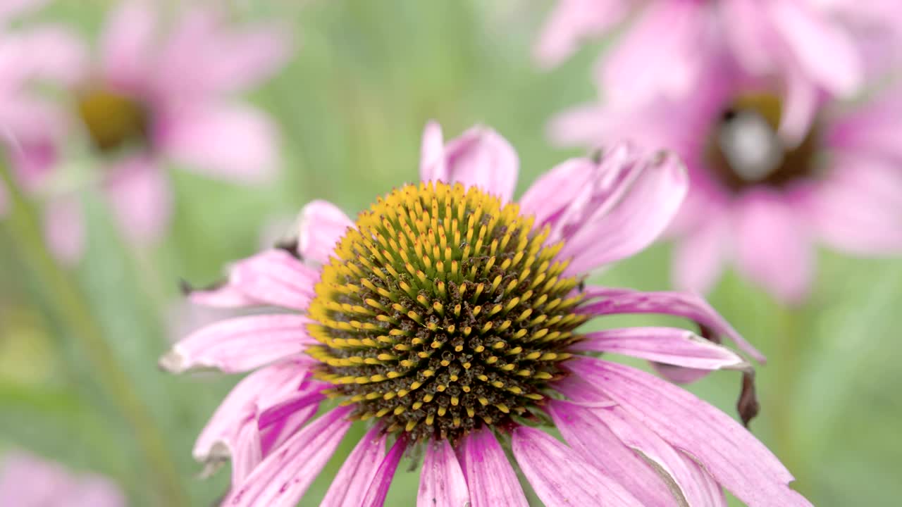 vista de cerca del brote de la flor de la flor del maíz púrpura
