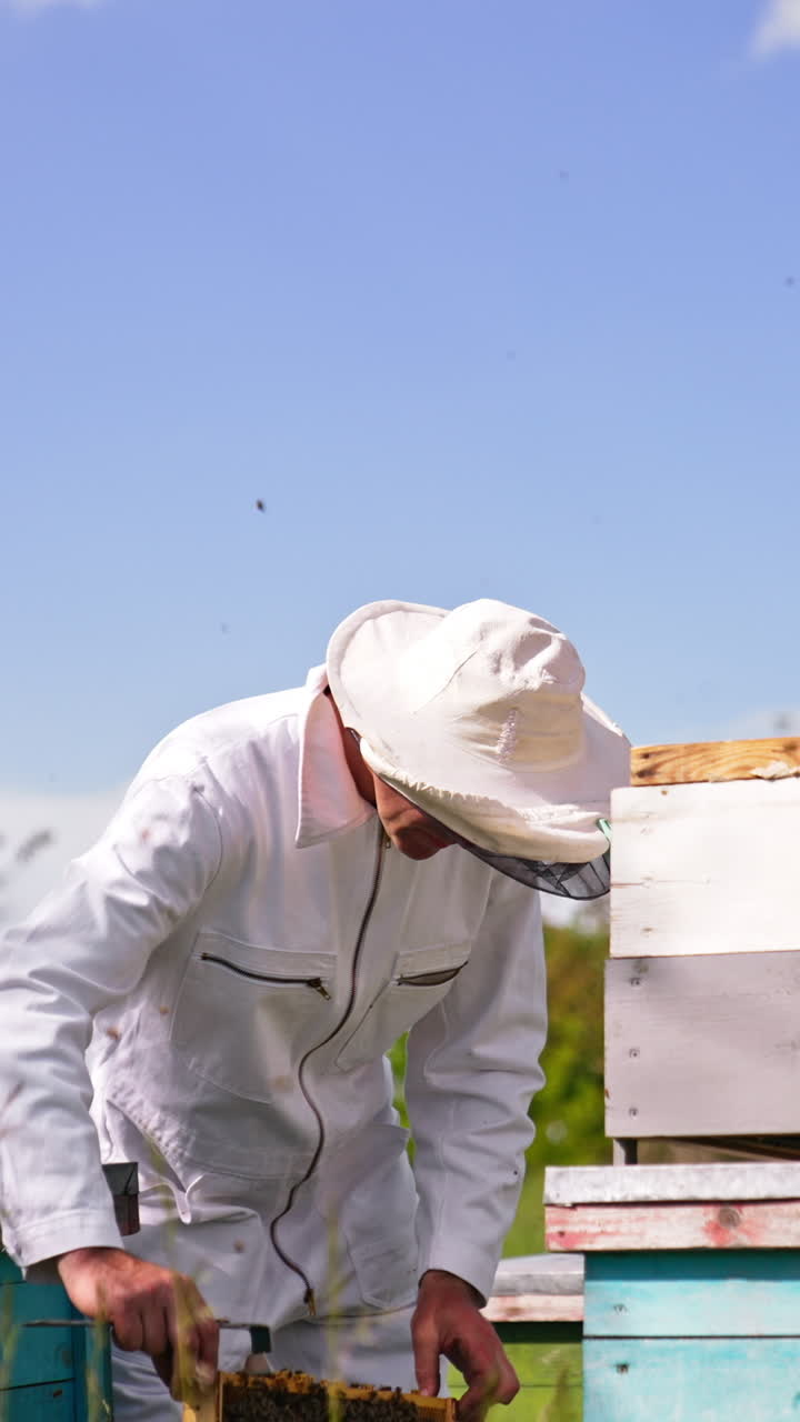 Man is working in his apiary using special tools. Apiarist bent over the hive to check the frames in it. Bees swarming around the farmer. Vertical video