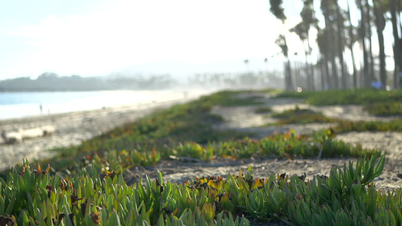 Beach scenery with plants and trees