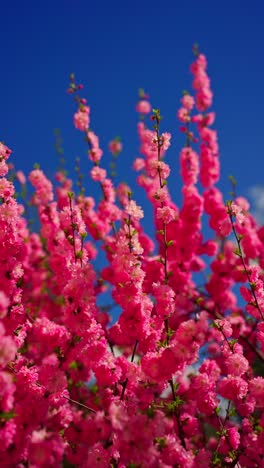beautiful pink blossoms against a blue sky