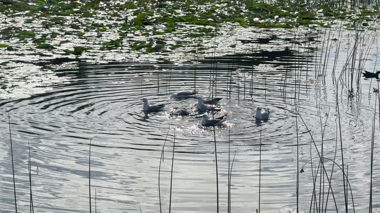 Seagulls play in a pond at a park in Cape Town, South Africa.