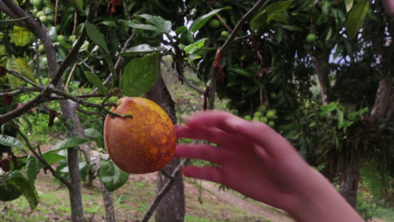 Someone catching an orange from a tree.Static