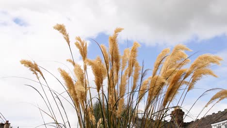 golden pampas grass moving gently in the breeze