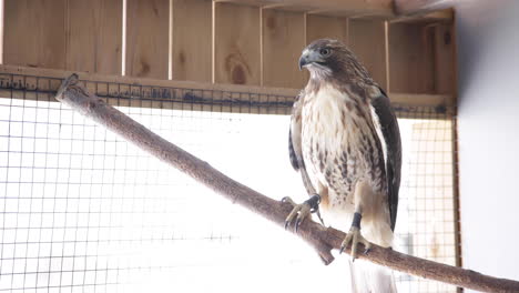 red tailed hawk in captivity