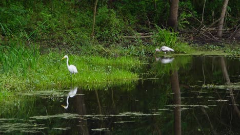 Garcetas-E-Ibis-En-Busca-De-Comida-En-El-Parque-De-La-Ciudad-De-Nueva-Orleans,-La