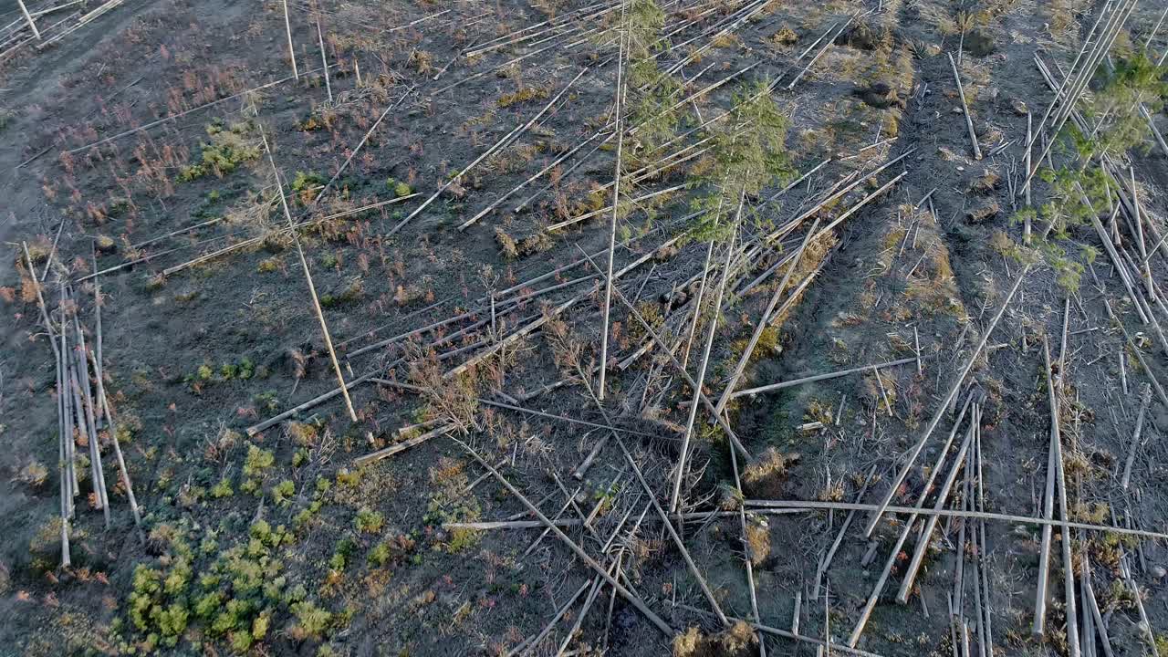 antena sobre árboles talados en el bosque, madera lista para ser recogida, witow en polonia