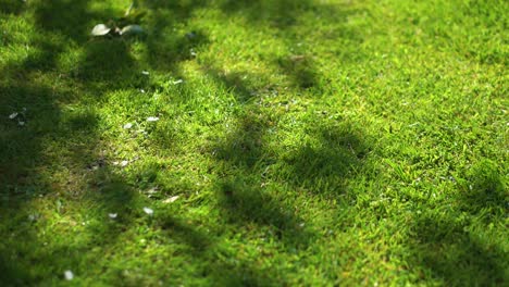 Schatten-Eines-Baumes,-Der-Auf-Einem-Grünen-Gartenrasen-Weht