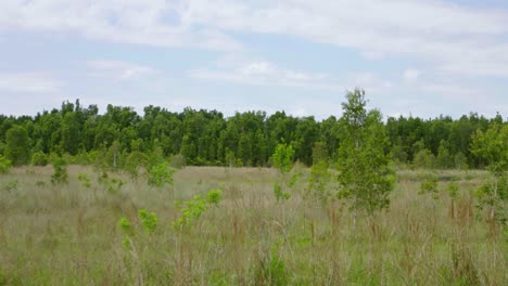 hermosa escena panorámica a medio día en florida everglades pastizales verdes con cielos nublados del bosque