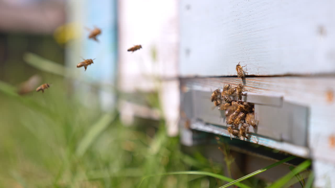 Bees coming back home carrying pollen to their cells. Insects crowding at the entering to the hive. Close up. Blurred backdrop.