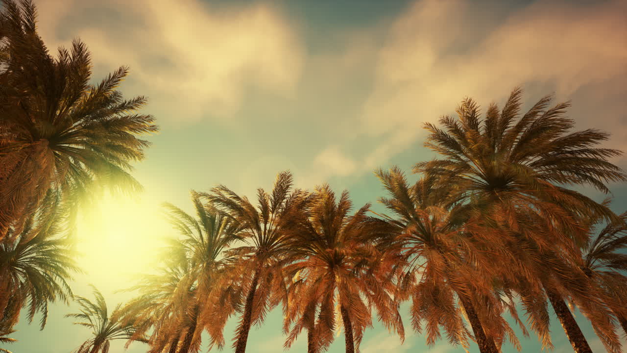 Stunning Sunset Over Palm Tree Grove