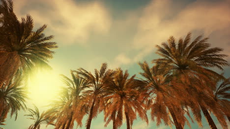 stunning sunset over palm tree grove