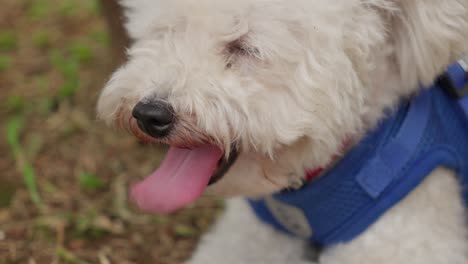 close-up of a white fluffy dog wearing a blue collar, sitting outdoors with an alert expression on a sunny day