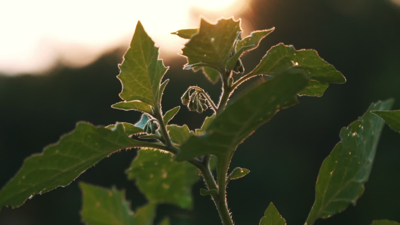 primer plano de una planta de jardín iluminada por el sol poniente