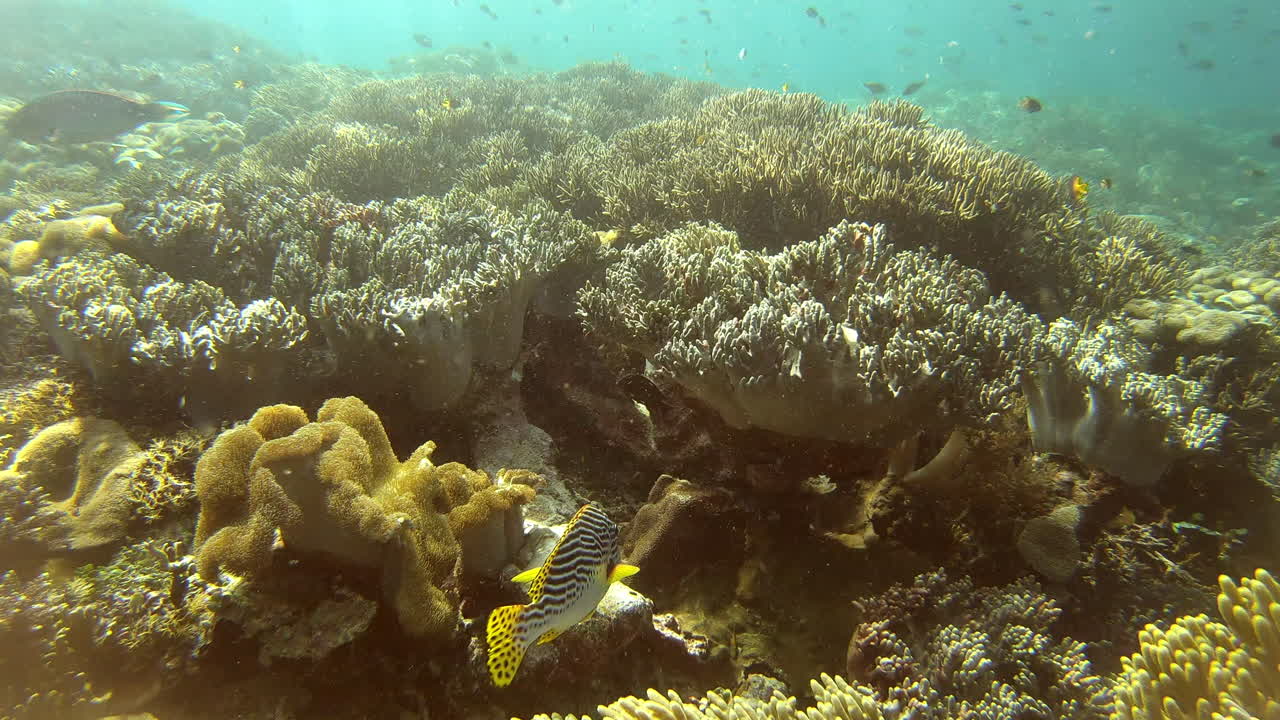 el dulce labio rápido va por su día