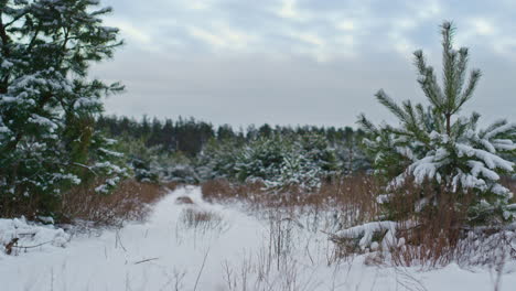 fir trees standing winter forest covered snow. snow-covered coniferous plants.