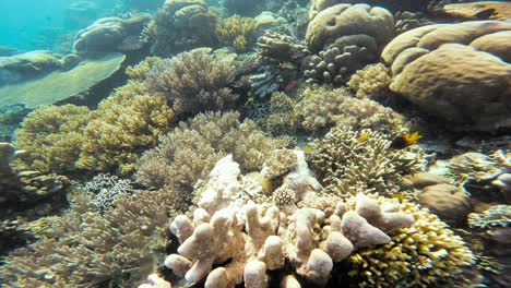 a serene tilt-up shot of a lively coral reef in the clear blue waters of the maldives