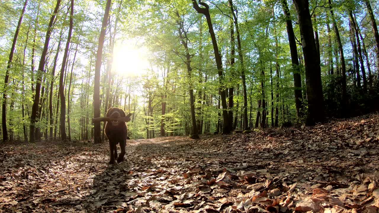retriever correndo na floresta, labrador, parque natural spessart, 4k
