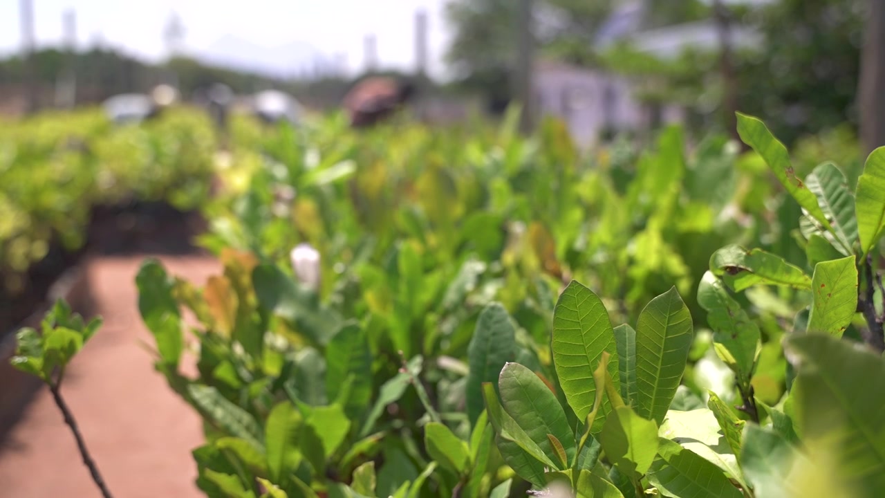 Bright sunlight illuminates young cashew plants in an African nursery. Ideal for agricultural and sustainability content.