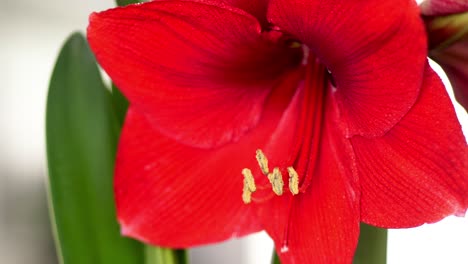 Gran-Flor-De-Amarilis-Roja-Con-Estambres-Largos,-Tiro-Macro