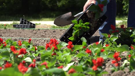 women gardening outdoors in city park.