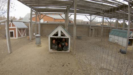 black and white speckled chicken cocks crow in a barnyard pen