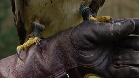 Close-up-slow-motion-shot-of-the-crawls-of-a-falcon-with-brown-feathers-in-nature-sitting-on-a-brown-leather-glove,-4K