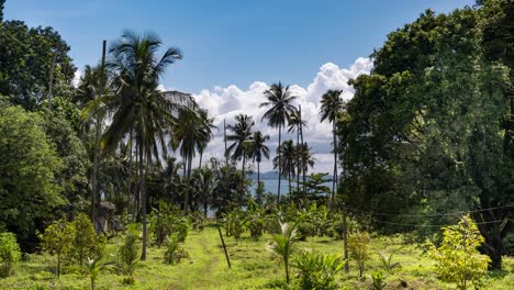 timelapse of vegetation on an island in thailand with palm trees