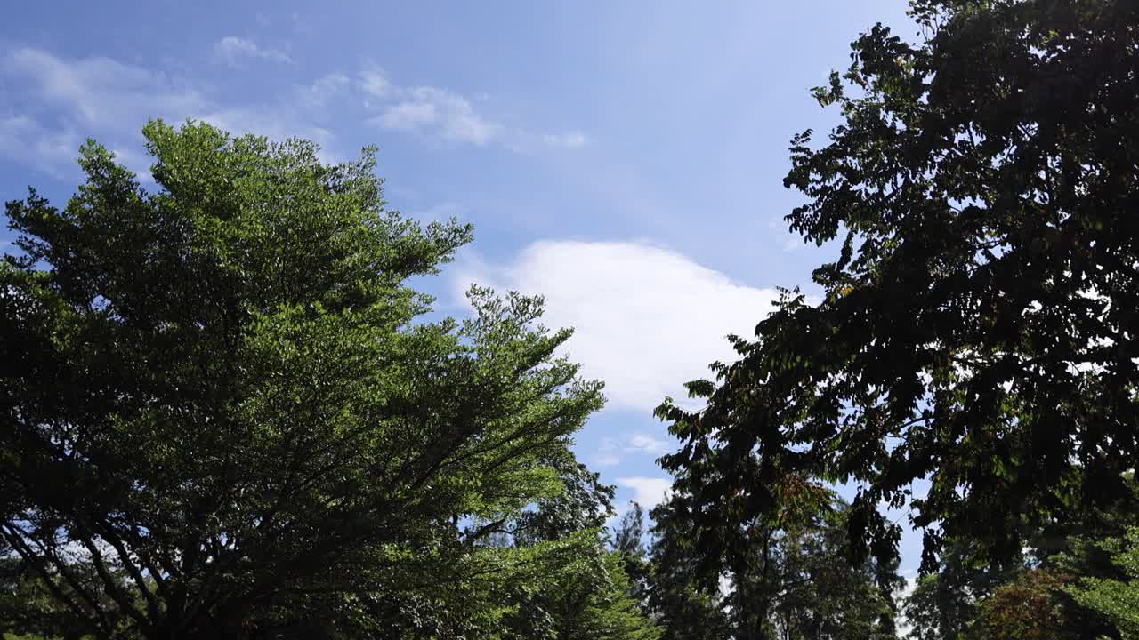 변화하는 하늘에 대한 나무 데기의 타임 스.